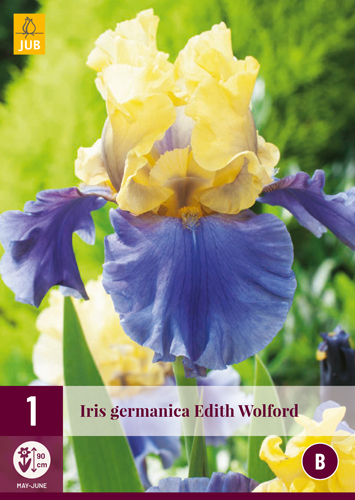 IRIS GERMANICA EDITH WOLFORD - 1 ks