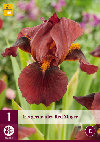 IRIS GERMANICA RED ZINGER - 1 ks