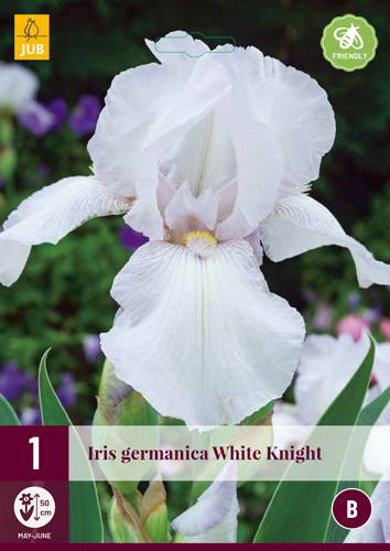IRIS GERMANICA WHITE KNIGHT - 1 ks