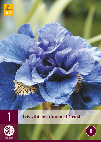IRIS SIBIRICA CONCORD CRUSH - 1 ks
