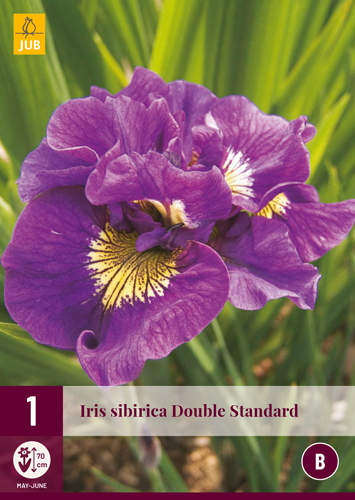 IRIS SIBIRICA DOUBLE STANDARD počet kusov: 1