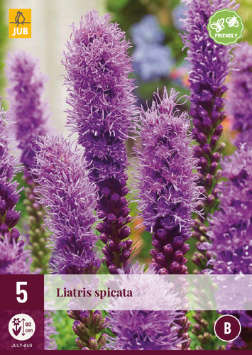 LIATRIS SPICATA - 5 ks