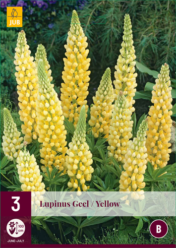 LUPINUS CREME YELLOW - 3 ks