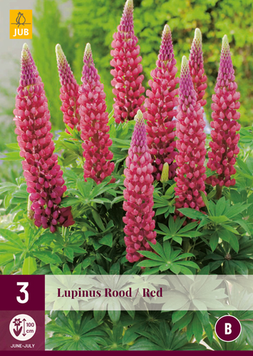 LUPINUS RED - 3 ks