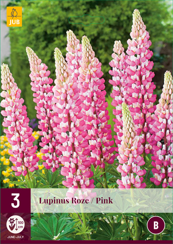 LUPINUS ružová počet kusov: 3