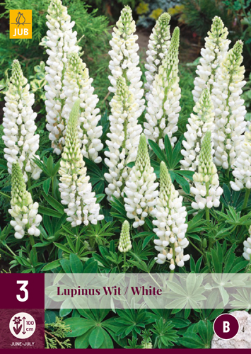 LUPINUS WHITE - 3 ks