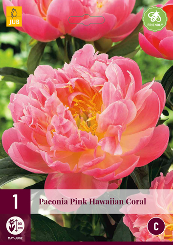 PIVÓNIA PINK HAWAIIAN CORAL - 1 ks