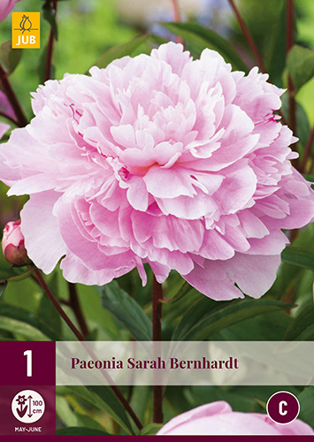 PIVÓNIA SARAH BERNHARDT - 1 ks