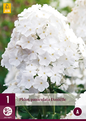 PHLOX PANICULATA DANIËLLE 1 kus