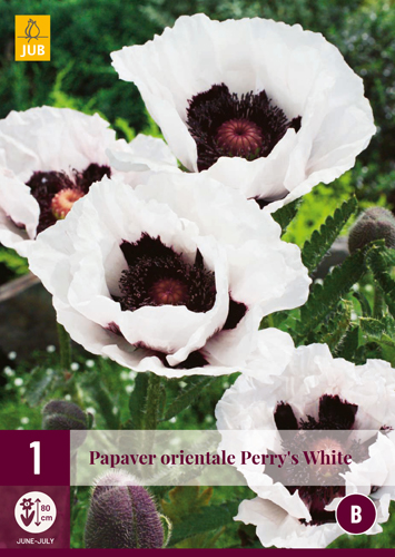 PAPAVER ORIENTALE PERRYS WHITE - 1 ks