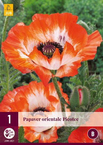 PAPAVER ORIENTALE PICOTEE - 1 ks