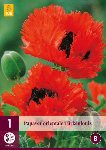 PAPAVER ORIENTALE TÜRKENLOUIS - 1 ks