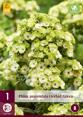 PHLOX PANICULATA ORCHID GREEN - 1 ks