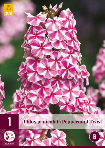 PHLOX PANICULATA PEPPERMINT TWIST počet kusov: 1