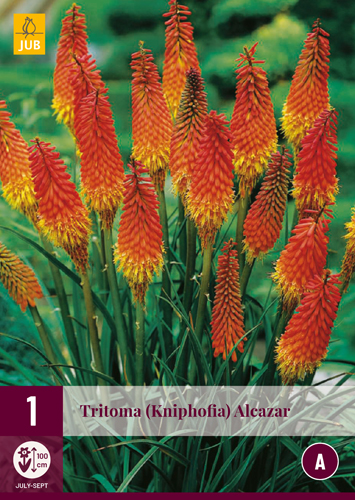 TRITOMA (KNIPHOFIA) ALCAZAR - 1 ks