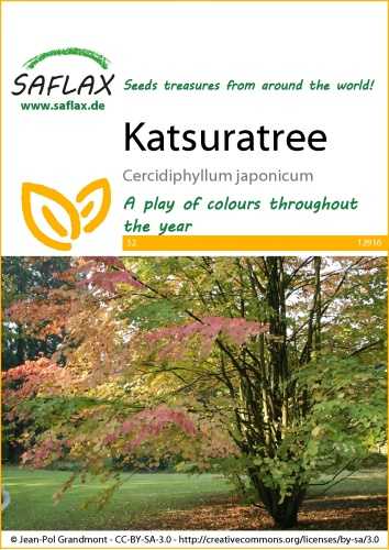 Cercidovník japonský Katsuratree