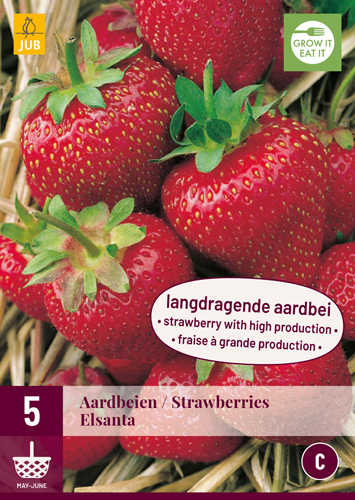 JAHODY FRAGARIA ELSANTA pocet kusov: 5