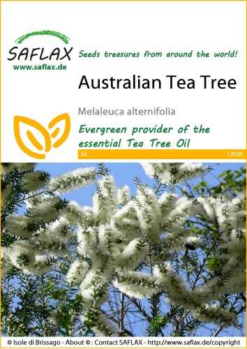 Tea Tree