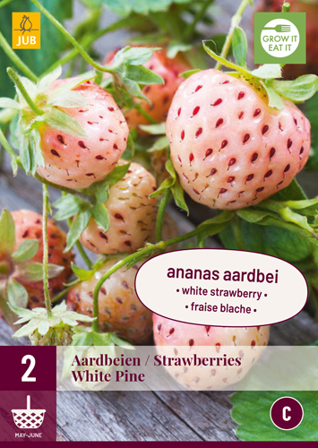 JAHODY FRAGARIA WHITE PINE počet kusov: 2