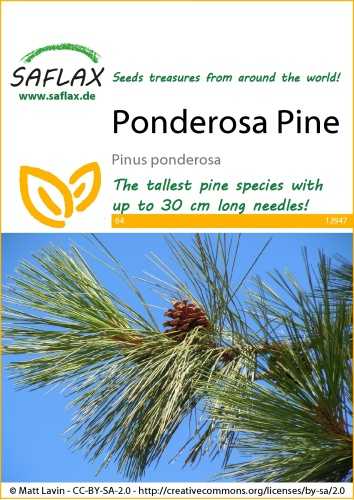 Borovica ťažká, Pinus ponderosa 20 semien