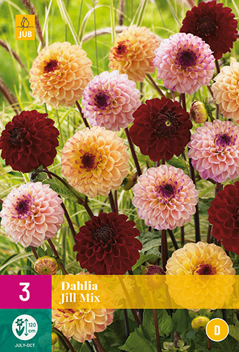 DÁLIA JILL MIX 3 kusy