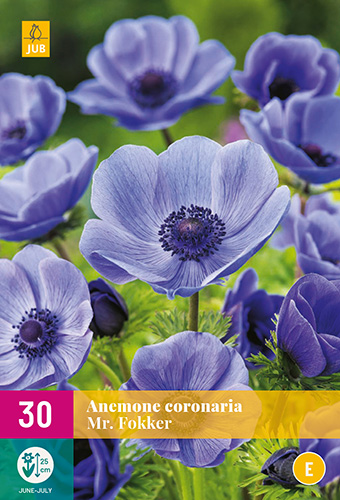 ANEMONKY CORONARIA MR. FOKKER 30 kusov