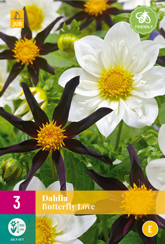 DÁLIA (GEORGÍNA) BUTTERFLY LOVE - 3 ks