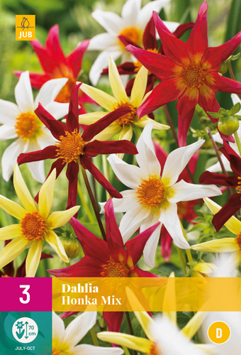 DÁLIA (GEORGÍNA) HONKA MIX - 3 ks