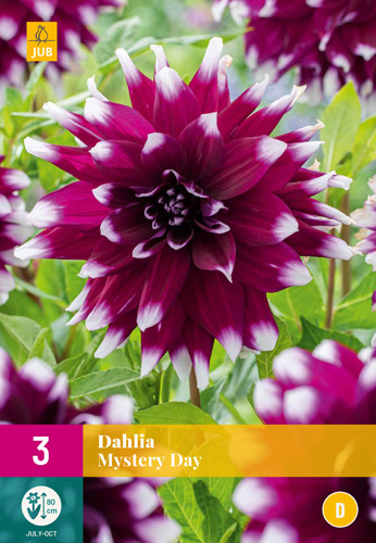 DÁLIA (GEORGÍNA) MYSTERY DAY - 3 ks