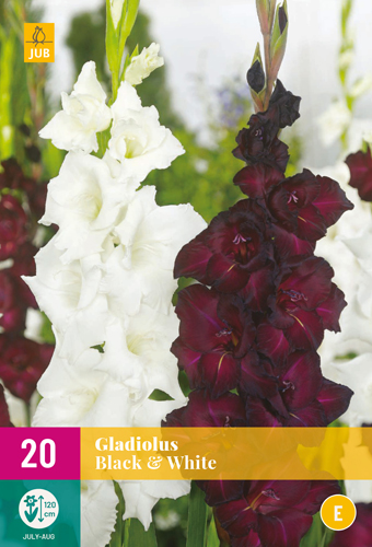 GLADIOLY BLACK & WHITE - 20 ks