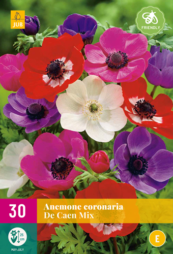  ANEMONE DE CEAN MIX 30 ks 