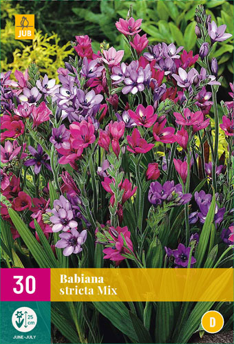 BABIANA STRICTA MIX - 30 ks