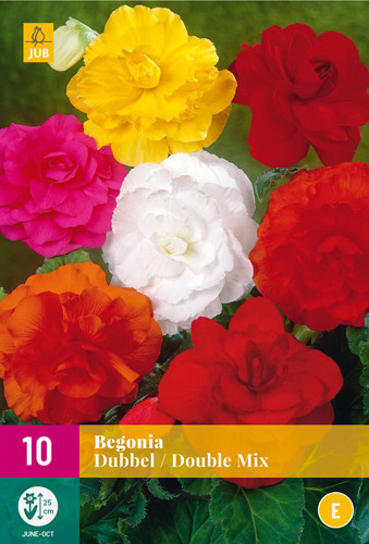 BEGÓNIA DOUBLE MIX - 10 ks