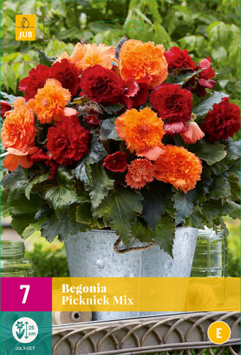 BEGÓNIA PICKNICK MIX - 7 ks