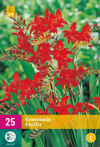 CROCOSMIA LUCIFER - 25 ks