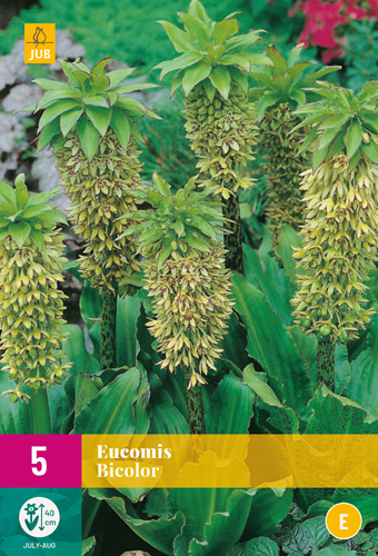 EUCOMIS BICOLOR počet kusov: 5
