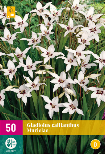 GLADIOLY CALLIANTHUS - 50 ks