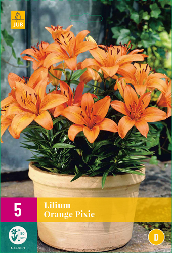 ĽALIE ORANGE PIXIE počet kusov: 5