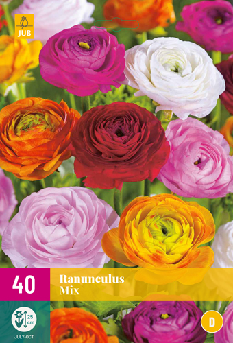 RANUNCULUS MIX - 40 ks
