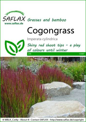 Japonská krvavá tráva