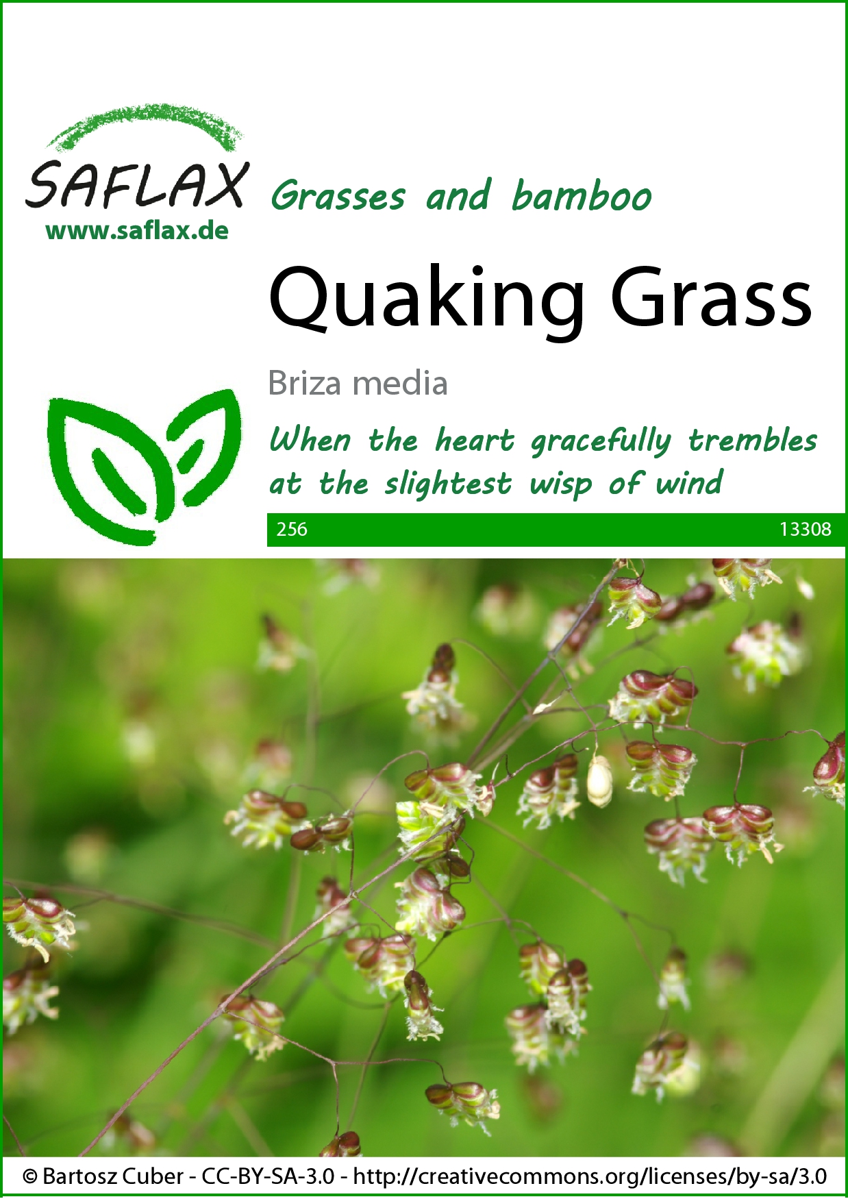 Briza media, Kraslica prostredná cca 75 semien