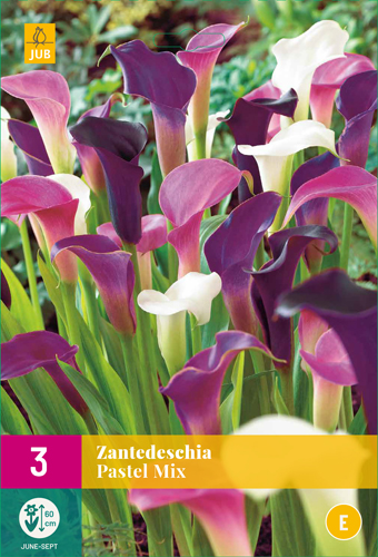 ZANTEDESCHIA PASTEL MIX - 3 ks