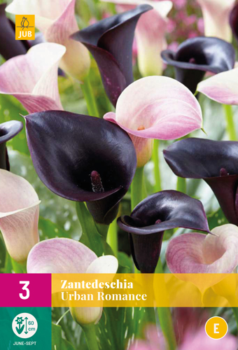 ZANTEDESCHIA URBAN ROMANCE počet kusov: 3
