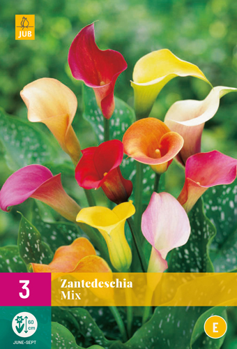 ZANTEDESCHIA MIX - 3 ks