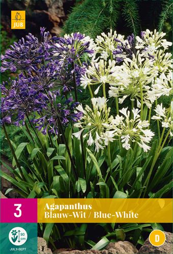AGAPANTHUS BLUE-WHITE - 3 ks