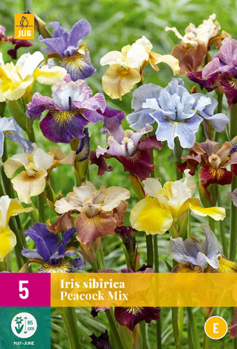 IRIS SIBIRICA PEACOCK MIX - 5 ks