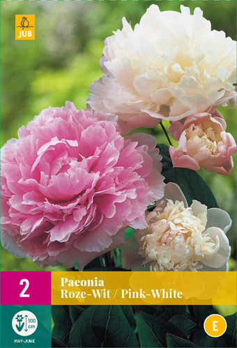 PIVÓNIA PINK-WHITE - 2 ks