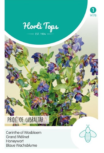 Cerinthe major atropurpurenscens 1g