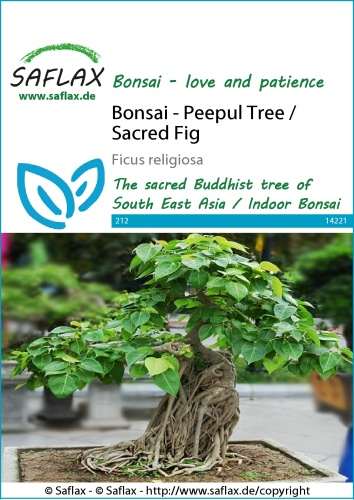 Bonsaj, Figovník posvätný, budhov figovník, Ficus religiosa cca 0,1g