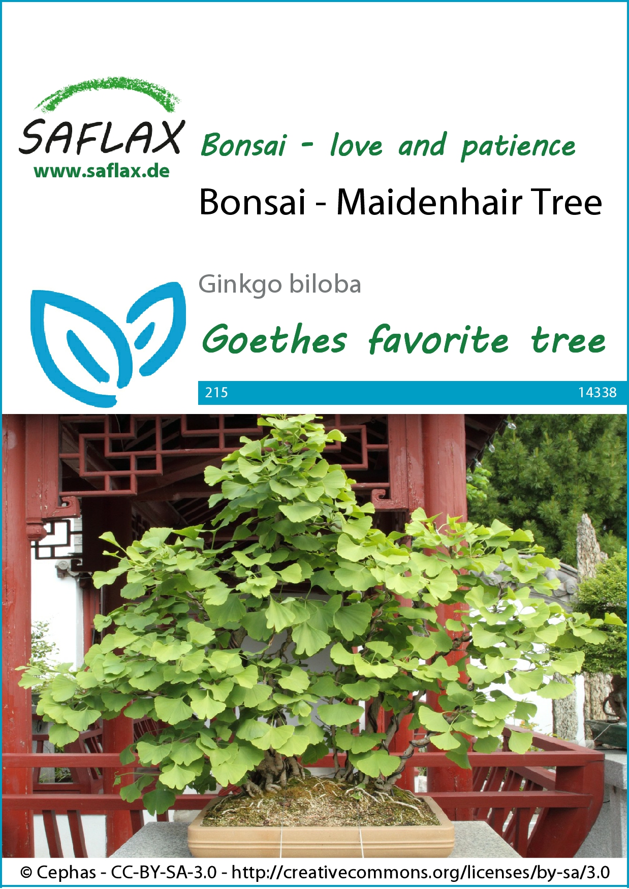 Ginkgo biloba bonsai cca 4 semená